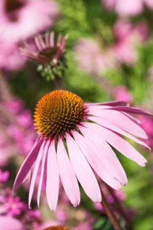 Coneflower